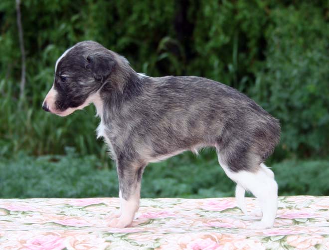 Puppy 5 - Irish Marked Girl Sit